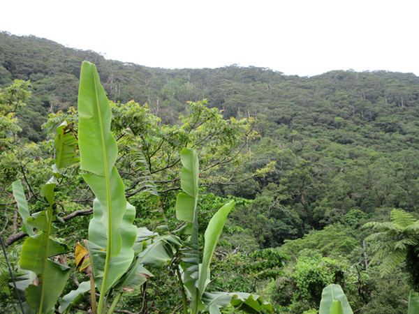 本茶峠